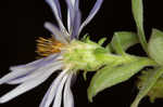 Aromatic aster